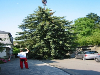 Pflege und Baumf&auml;llung